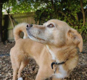Bonnie a tan and white rescue dog | 1 dog at a time rescue UK