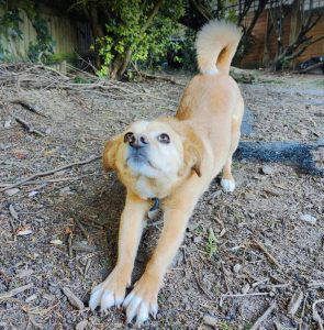 Bonnie a tan and white rescue dog | 1 dog at a time rescue UK