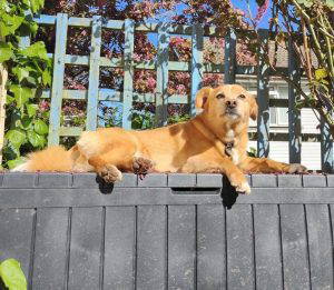 Bonnie a tan and white rescue dog | 1 dog at a time rescue UK
