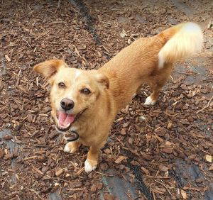 Bonnie a tan and white rescue dog | 1 dog at a time rescue UK