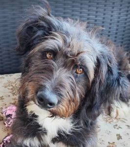 Sofie a grey and white rescue dog | 1 dog at a time rescue UK