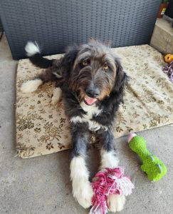 Sofie a grey and white rescue dog | 1 dog at a time rescue UK