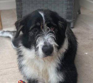 Jessie a black and white rescue dog | 1 dog at a time rescue UK