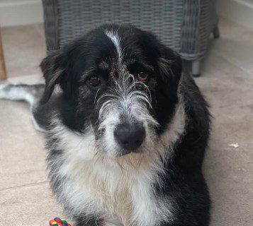 Jessie, a 4 years old female Unknown available for adoption from 1 Dog At A Time Rescue UK in Nottinghamshire