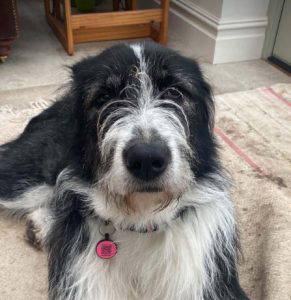 Jessie a black and white rescue dog | 1 dog at a time rescue UK
