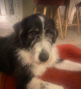 Jessie a black and white rescue dog | 1 dog at a time rescue UK