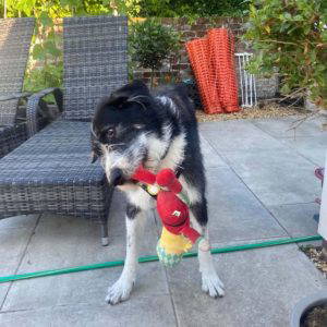Jessie a black and white rescue dog | 1 dog at a time rescue UK