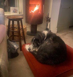 Jessie a black and white rescue dog | 1 dog at a time rescue UK