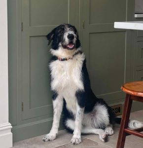 Jessie a black and white rescue dog | 1 dog at a time rescue UK