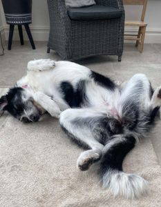 Jessie a black and white rescue dog | 1 dog at a time rescue UK