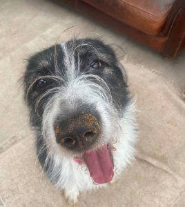 Jessie a black and white rescue dog | 1 dog at a time rescue UK