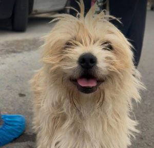 Barney rubble a white rescue dog | 1 dog at a time rescue UK