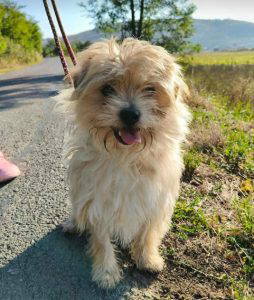 Barney rubble a white rescue dog | 1 dog at a time rescue UK