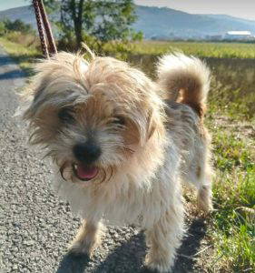 Barney rubble a white rescue dog | 1 dog at a time rescue UK