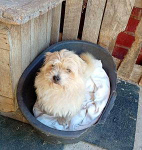 Barney rubble a white rescue dog | 1 dog at a time rescue UK