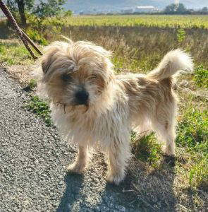 Barney rubble a white rescue dog | 1 dog at a time rescue UK