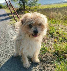 Barney rubble a white rescue dog | 1 dog at a time rescue UK