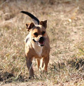 Dolly a fawn rescue dog | 1 dog at a time rescue UK