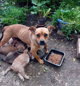 Dolly a fawn rescue dog | 1 dog at a time rescue UK