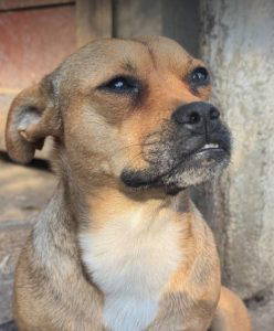 Dolly a fawn rescue dog | 1 dog at a time rescue UK