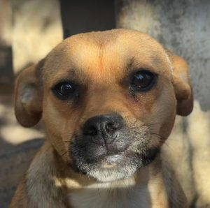 Dolly a fawn rescue dog | 1 dog at a time rescue UK