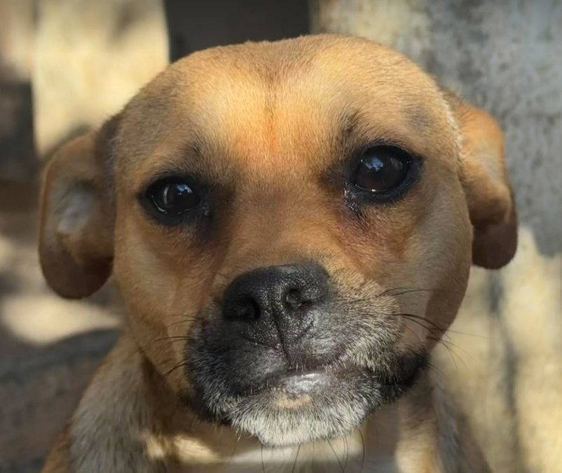 Dolly – In UK Foster