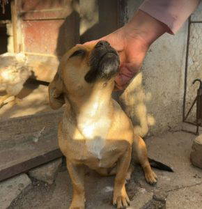 Dolly a fawn rescue dog | 1 dog at a time rescue UK