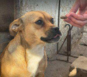 Dolly a fawn rescue dog | 1 dog at a time rescue UK