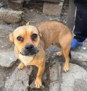 Dolly a fawn rescue dog | 1 dog at a time rescue UK