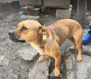 Dolly a fawn rescue dog | 1 dog at a time rescue UK