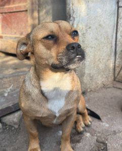 Dolly a fawn rescue dog | 1 dog at a time rescue UK