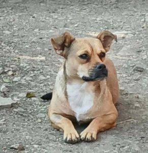 Dolly a fawn rescue dog | 1 dog at a time rescue UK