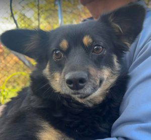 Kira a black and fawn rescue dog | 1 dog at a time rescue UK