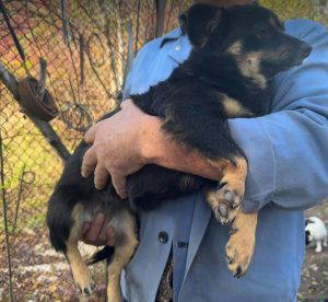 Kira a black and fawn rescue dog | 1 dog at a time rescue UK