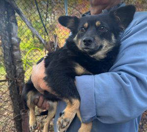 Kira a black and fawn rescue dog | 1 dog at a time rescue UK