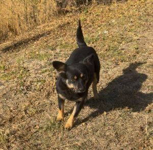 Kira a black and fawn rescue dog | 1 dog at a time rescue UK