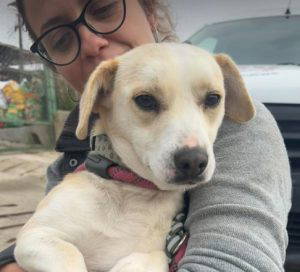 Nancy a fawn rescue dog | 1 dog at a time rescue UK