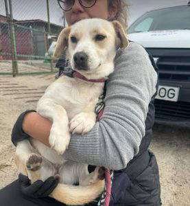 Nancy a fawn rescue dog | 1 dog at a time rescue UK