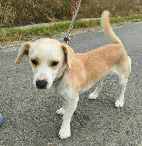 Nancy a fawn rescue dog | 1 dog at a time rescue UK