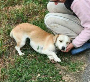 Nancy a fawn rescue dog | 1 dog at a time rescue UK