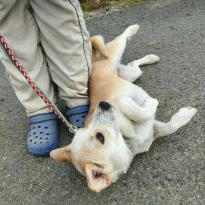 Nancy a fawn rescue dog | 1 dog at a time rescue UK