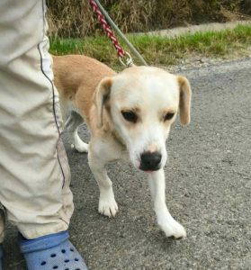 Nancy a fawn rescue dog | 1 dog at a time rescue UK