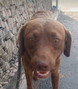Noah a brown rescue dog | 1 dog at a time rescue UK