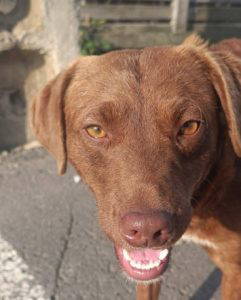 Noah a brown rescue dog | 1 dog at a time rescue UK
