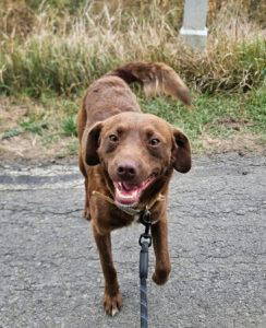 Noah a brown rescue dog | 1 dog at a time rescue UK