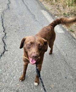 Noah a brown rescue dog | 1 dog at a time rescue UK