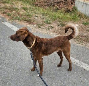 Noah a brown rescue dog | 1 dog at a time rescue UK