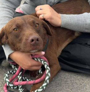 Noah a brown rescue dog | 1 dog at a time rescue UK