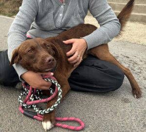 Noah a brown rescue dog | 1 dog at a time rescue UK