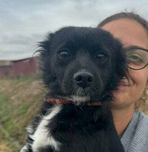 Sissy a black and white rescue dog | 1 dog at a time rescue UK